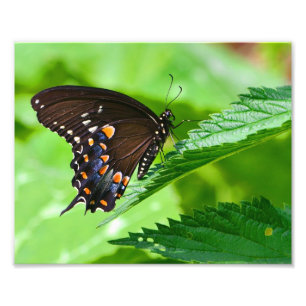 Butterfly Foto Print