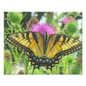 Butterfly Foto Print (Vorne)
