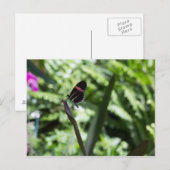 Butterfly-Fotografie Postkarte (Vorne/Hinten)