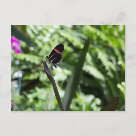 Butterfly-Fotografie Postkarte (Vorderseite)