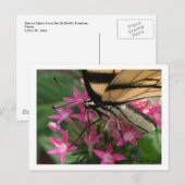 Butterfly Fütternd Makro-Postkarte Postkarte (Vorne/Hinten)