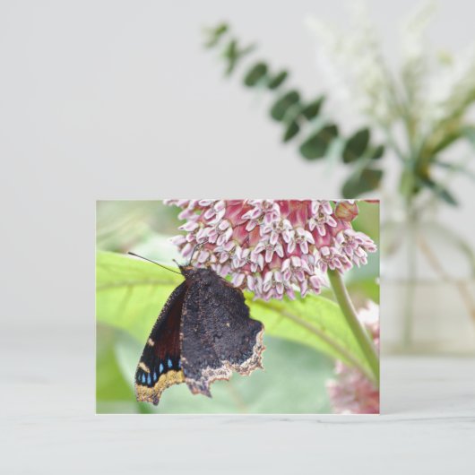 Butterfly Fütternd Postkarte (Stehend Vorderseite)