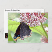 Butterfly Fütternd Postkarte (Vorne/Hinten)