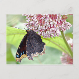 Butterfly Fütternd Postkarte