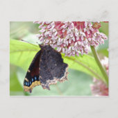 Butterfly Fütternd Postkarte (Vorderseite)