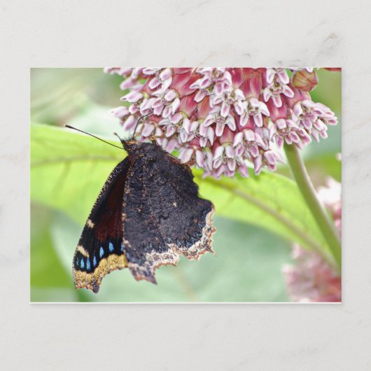 Butterfly Fütternd Postkarte (Vorderseite)