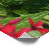 Butterfly Garden Poster (Ecke)