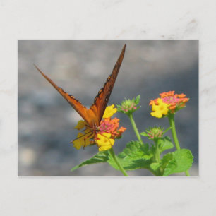 Butterfly Garden Postkarte