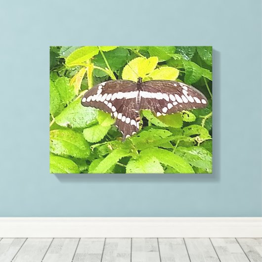 Butterfly Garden Wrapped Canvas Leinwanddruck (Insitu (Holzboden))