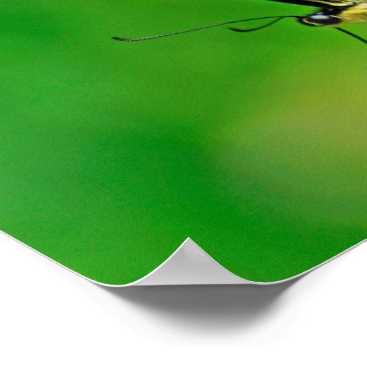 Butterfly Glory Poster (Ecke)