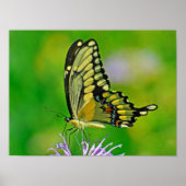 Butterfly Glory Poster (Vorne)