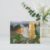 Butterfly Great Orange Tipp # 1 Postkarte (Stehend Vorderseite)