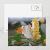 Butterfly Great Orange Tipp # 1 Postkarte (Vorne/Hinten)