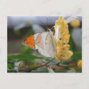 Butterfly Great Orange Tipp # 1 Postkarte