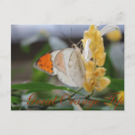 Butterfly Great Orange Tipp # 1 Postkarte (Vorderseite)