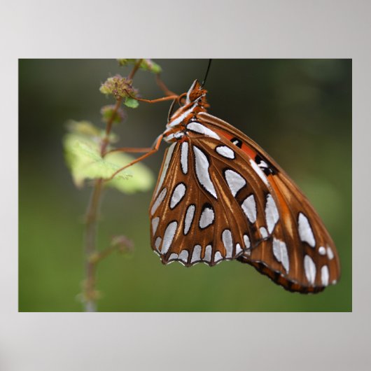 Butterfly Gulf Fritillary Passion Orange Gepunktet Poster (Vorne)
