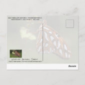 Butterfly Gulf Fritillary Passion Orange Gepunktet Postkarte (Rückseite)