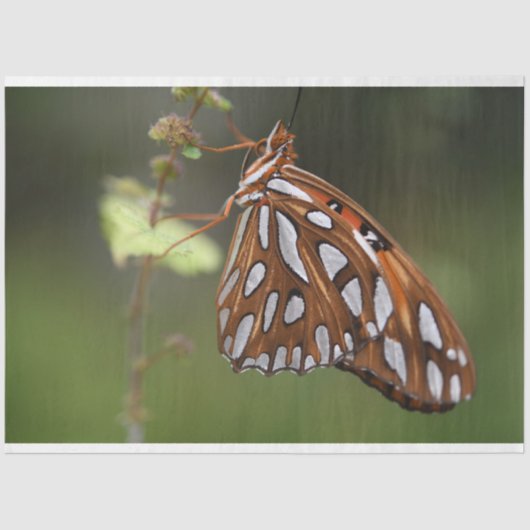 Butterfly Gulf Fritillary Passion Orange Green Seidenpapier (Vorderseite)
