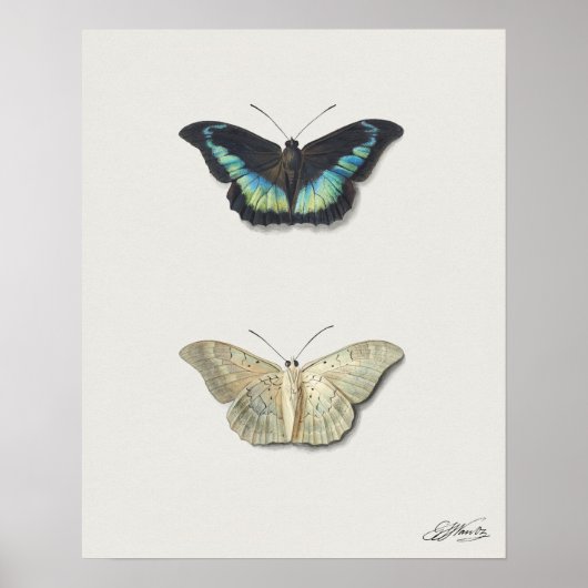 Butterfly-Illustration Poster (Vorne)