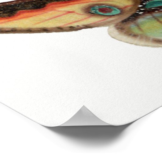 Butterfly-Illustration Poster (Ecke)