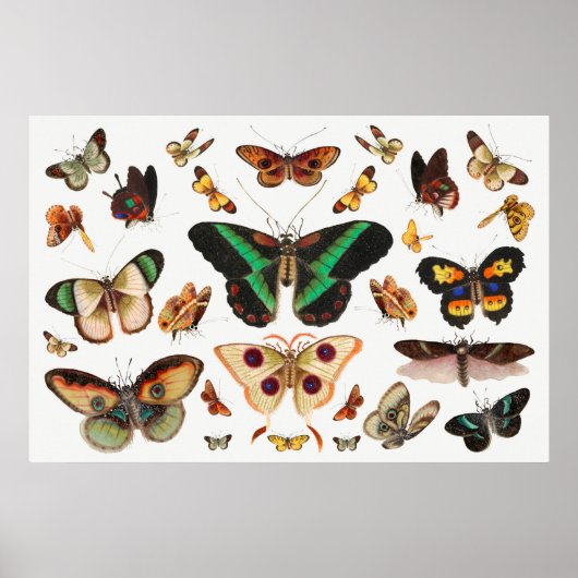 Butterfly-Illustration Poster (Vorne)