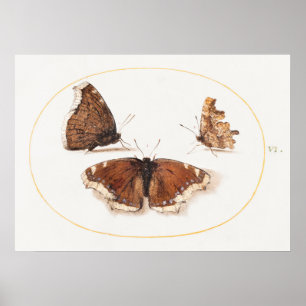 Butterfly Illustration Poster