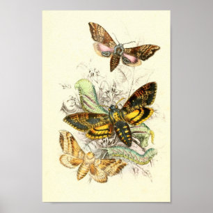 Butterfly-Illustration Poster