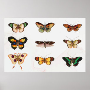 Butterfly-Illustration Poster