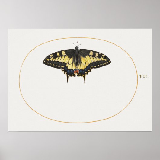 Butterfly Illustration Poster (Vorne)