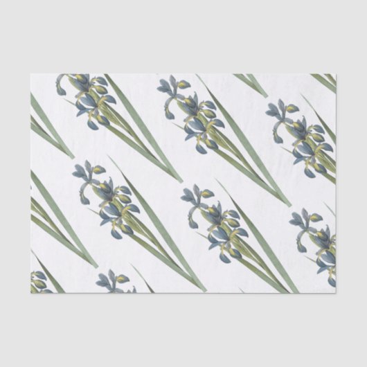 Butterfly-Iris-Blume Seidenpapier (Vorderseite)