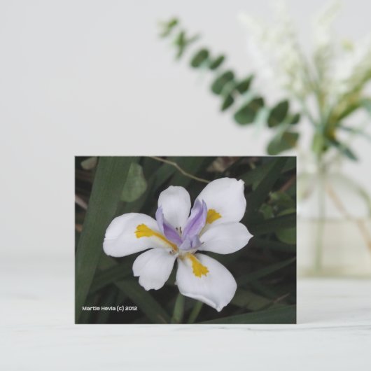 Butterfly Iris Postkarte (Stehend Vorderseite)