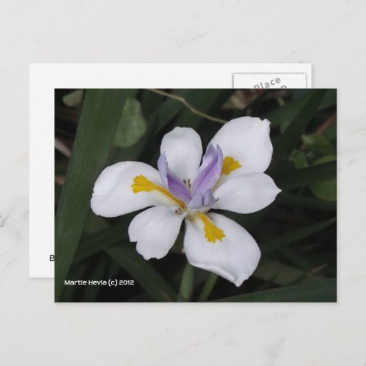 Butterfly Iris Postkarte (Vorne/Hinten)