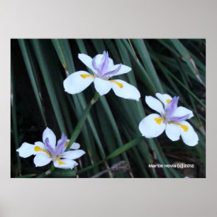 Butterfly Iris Trio Poster