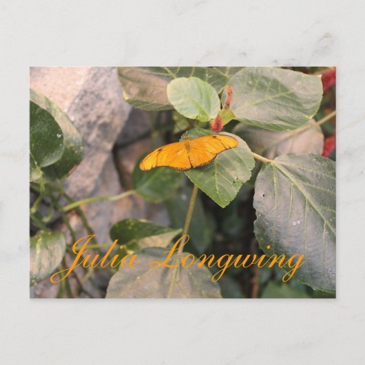 Butterfly Julia Longwing # 4 Postkarte (Vorderseite)