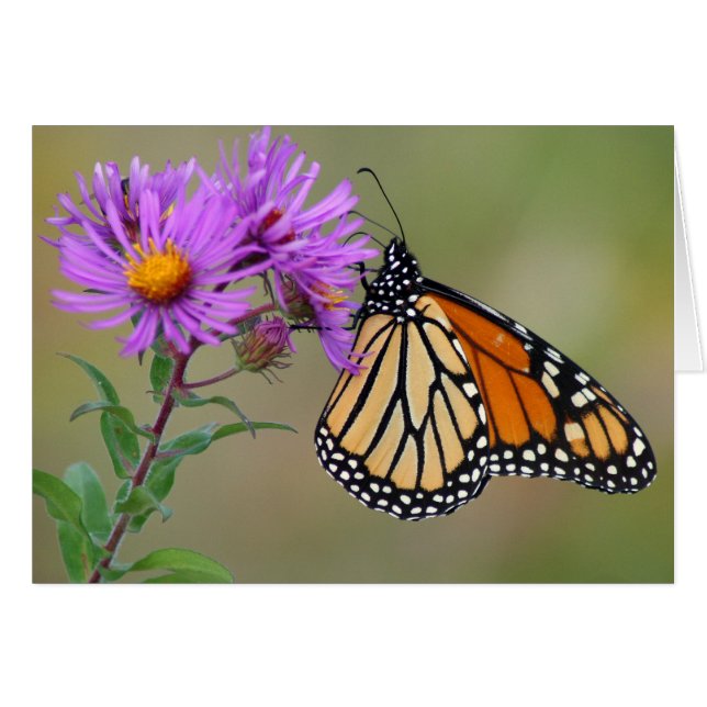 Butterfly-Karte (Vorderseite (Horizontal))