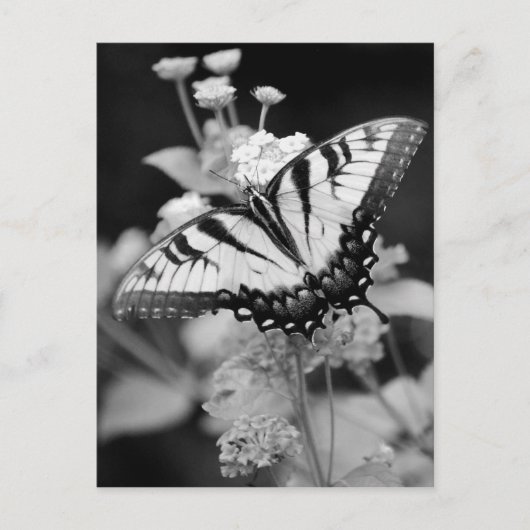 Butterfly-Karte für Schwarz/Weiß Postkarte (Vorderseite)