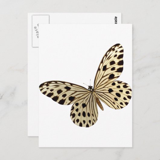 Butterfly Kids Stuff Postkarte (Vorne/Hinten)