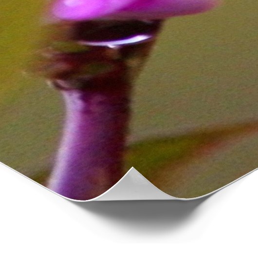 Butterfly Kisses Poster (Ecke)