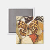 Butterfly-Kollektion Magnet (Vorderseite/Rückseite)