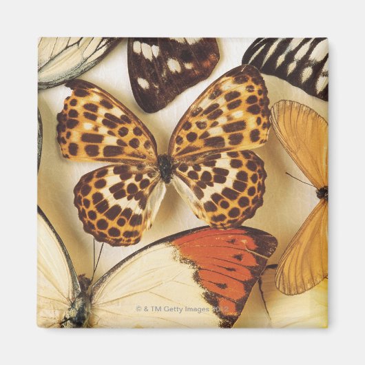 Butterfly-Kollektion Magnet (Vorne)