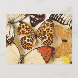 Butterfly-Kollektion Postkarte