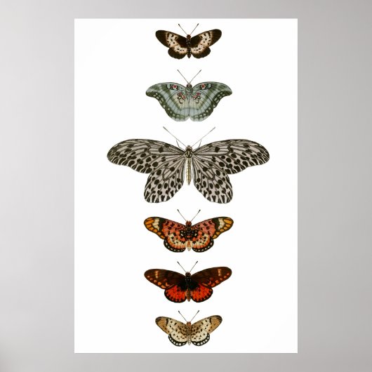 Butterfly-Kompilation Poster (Vorne)