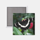 Butterfly Lolipop Magnet (Vorderseite/Rückseite)