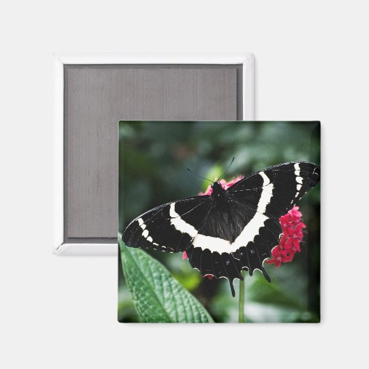 Butterfly Lolipop Magnet (Vorderseite/Rückseite)