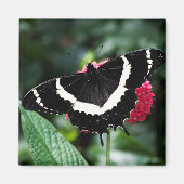 Butterfly Lolipop Magnet (Vorne)