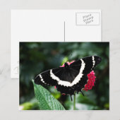 Butterfly Lolipop Postcard Postkarte (Vorne/Hinten)