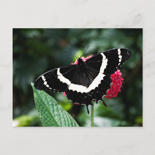 Butterfly Lolipop Postcard Postkarte (Vorderseite)
