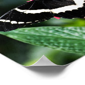 Butterfly Lolipop Print Poster (Ecke)