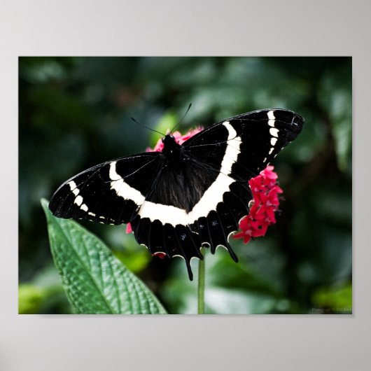 Butterfly Lolipop Print Poster (Vorne)