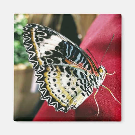 Butterfly Magnet (Vorne)